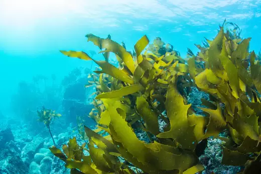 The Benefits of Seaweed